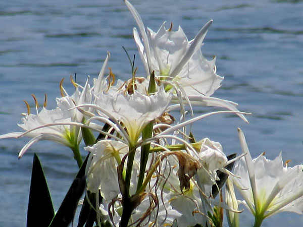 Spider Lilies